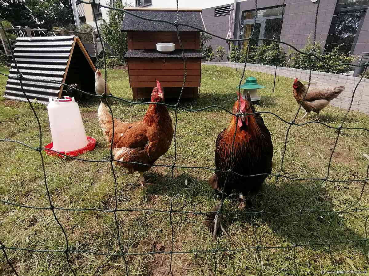 5 Chicken für die Kurzzeitpflege: Hühner im Wilhelm-Lantermann-Haus - Lokalkompass.de