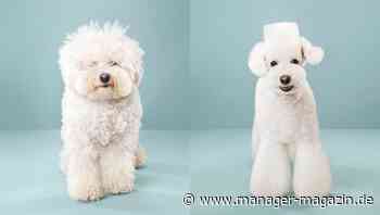 Innovation: Warum Disziplin wichtiger ist als Experimente