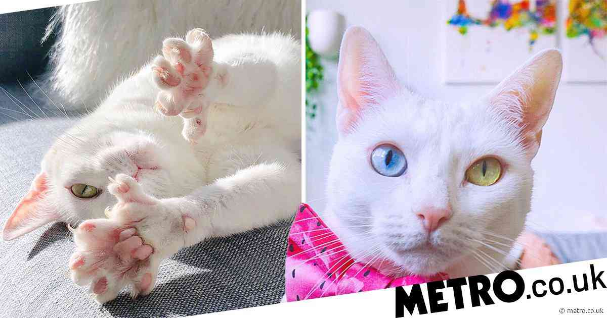 Abandoned cat with extra toes and different coloured eyes finds new home and social media fame