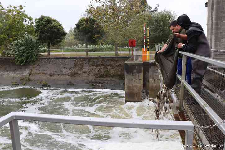Vissers helpen vissen naar zuurstofrijker Denderwater