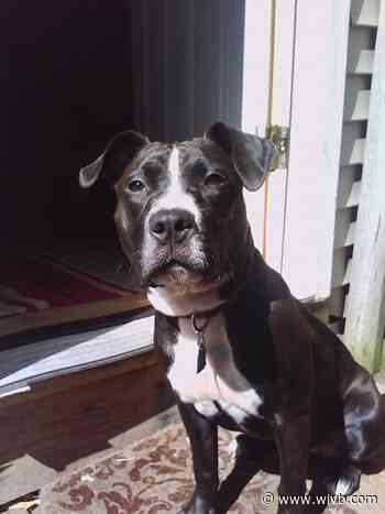 $110,000 settlement reached after Buffalo police shooting of dog in 2013