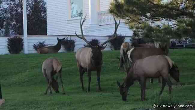 Bull Elk Lets Out Haunting Bugle Call on Lawn of Hotel That Inspired 'The Shining'