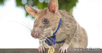 Meet the rat who just won a medal of bravery for finding 39 land mines     - CNET