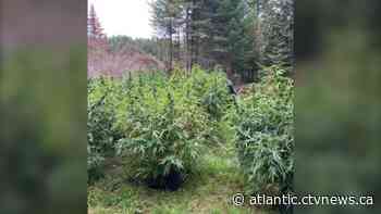 New Brunswick RCMP seize and destroy 400 illegal cannabis plants - CTV News Atlantic