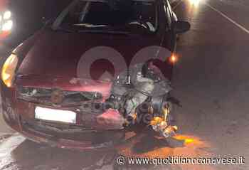 VALPERGA - Incidente sulla 460: auto investe e uccide un cinghiale che stava attraversando - QC QuotidianoCanavese