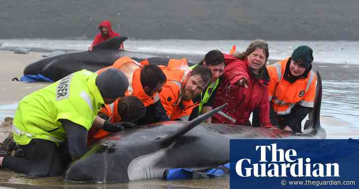Death at Hells Gates: rescuers witness tragic end for hundreds of pilot whales on Australian coast