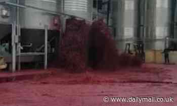 Just a tipple! Moment giant vat of red wine BURSTS with 10,000 GALLONS of booze at Spanish winery 