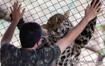 Así salvan a los jaguares de los incendios forestales en Brasil - Sputnik Mundo