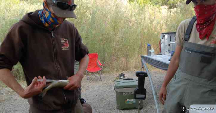 A little reservoir behind the University of Utah is helping save an endangered fish
