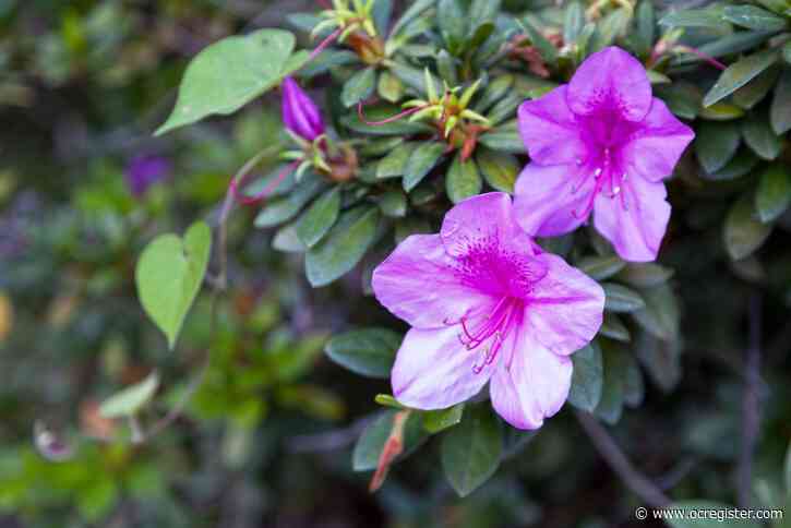 How to save a princess (flower) in distress