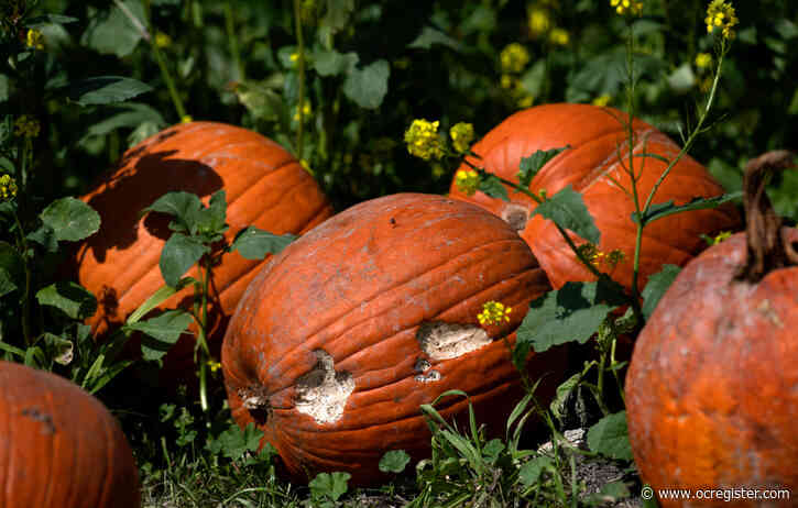 No festival, but pumpkins are still available for pickup at Cal Poly Pomona