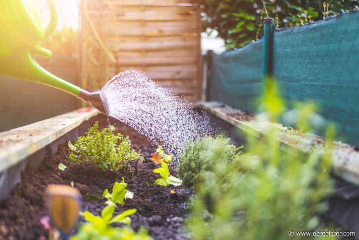 How to water your garden as hot temperatures start to cool down