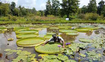 The DC Lineup for this weekend: fundraising, arts fests and a free bluegrass concert - The DC Line