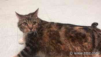 Lasagna the Fat Cat Adopted as Stouffer's Sweetens the Pot