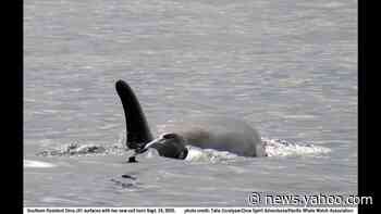 Experts witness birth of 2nd orca baby in Pacific Northwest pod that lost calf in 2018