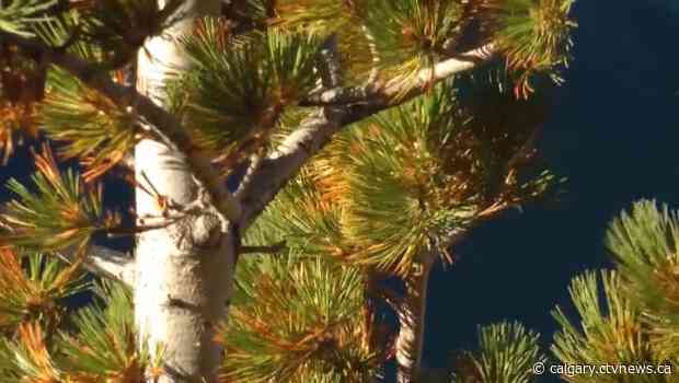 Saving Western Canada's only endangered tree