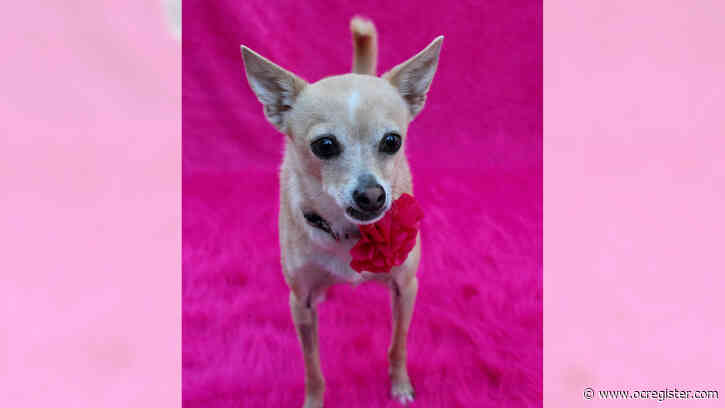 Chihuahua Lulu is a little Lovebug