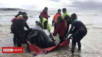 Tasmania pilot whales: Rescuers release 108 surviving animals