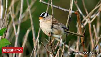 How lockdown birds sang to a different tune