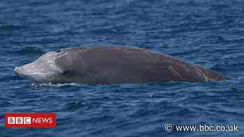 Mysterious beaked whale smashes mammal diving record