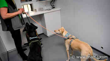 Utilizan perros para detectar personas con coronavirus en el aeropuerto de Helsinki - MARCA.com