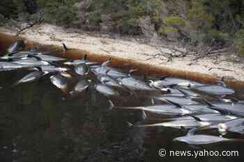 Australia begins disposal of over 350 dead whales after mass stranding