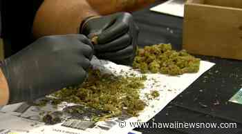 2 more medical marijuana dispensaries given the green light for business - Hawaii News Now