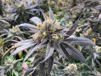 Ohio now rivals Michigan in retail price for medical marijuana flower - Crain's Cleveland Business