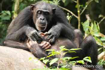 Like Humans, Chimpanzees Can Suffer for Life if They Lose Their Mother Before Adulthood