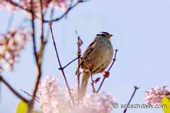 How COVID-19 Caused Birds to Up Their Song Quality in the San Francisco Bay Area