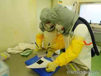 Details Revealed About the First Cat Infected With SARS-CoV-2 Coronavirus in Spain – Including Necropsy Findings