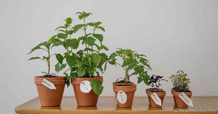 Garden like a pro with this hands-on training bundle