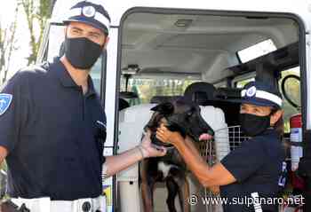 Pit, dalla Spagna a Modena, cane antidroga al servizio della Polizia Locale - SulPanaro