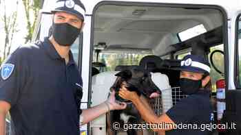 Modena Ecco Pit la nuova recluta: cane antidroga della polizia locale - La Gazzetta di Modena