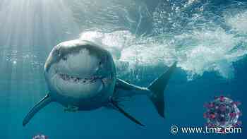 Coronavirus Vaccine Could Result in Half a Million Shark Deaths