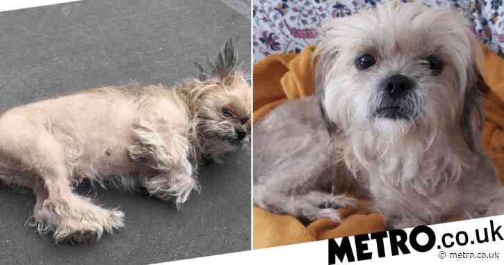 Elsa the Shih Tzu left almost completely bald by unmanaged skin condition