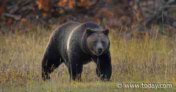 Officials: Hunter killed in 'surprise' grizzly bear attack in Alaska identified