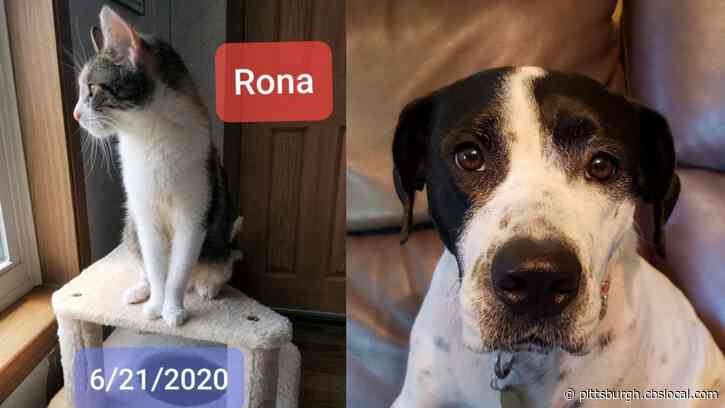 Furry Tails: Rona & Tanga Are Waiting For Forever Homes