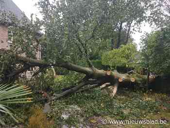 Storm Odette zorgt voor paar honderd brandweeroproepen: “Maar hebben al erger meegemaakt”