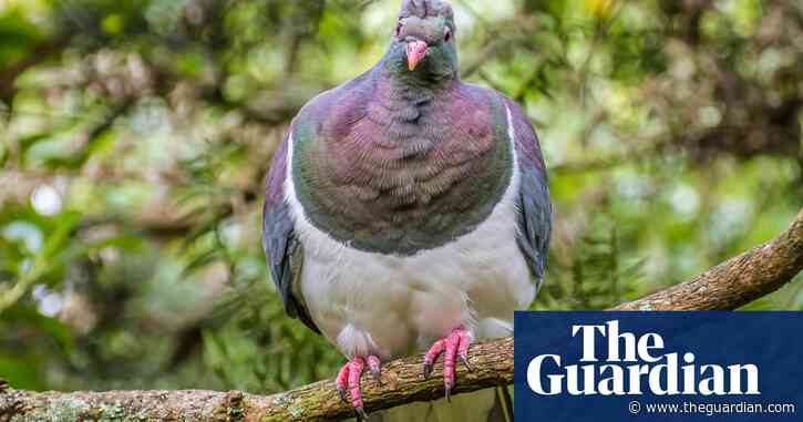 Rehoming pigeon: kererū returns to hatchery 24 years after flying the coop