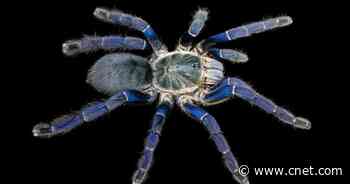 Scientists have figured out why some tarantulas are bright blue     - CNET