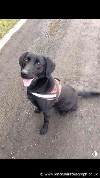 Man arrested as police dog finds stash of cash in Burnley