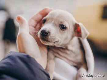 Pandemic puppy shortage shows market going to the dogs—in a good way
