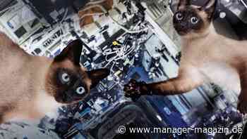 Neugier fördern: Was Manager besser machen können