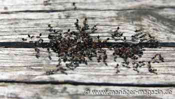 Vorbild Natur: Komplexität managen