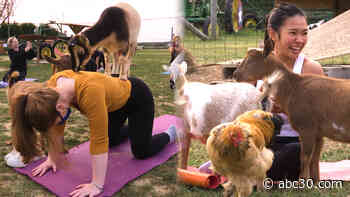 Check out this Long Island farm where you can do yoga surrounded by goats