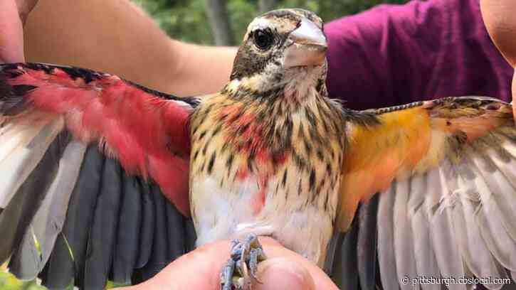 Researchers In Westmoreland County Catch Rare Half-Female, Half-Male Bird