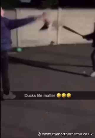 RSPCA investigates sick video of teens beating duck with baseball bat
