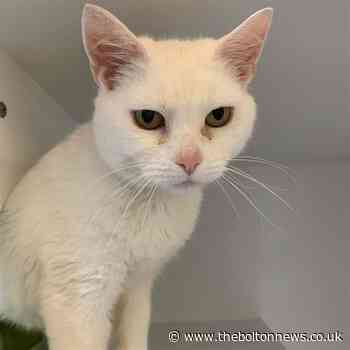 Could you give one of these abandoned animals a new home?
