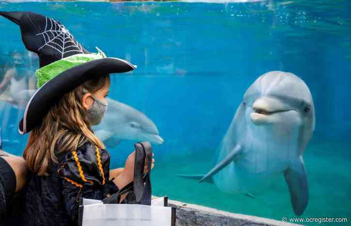 SeaWorld San Diego returns with Spooktacular as California theme parks cancel Halloween events